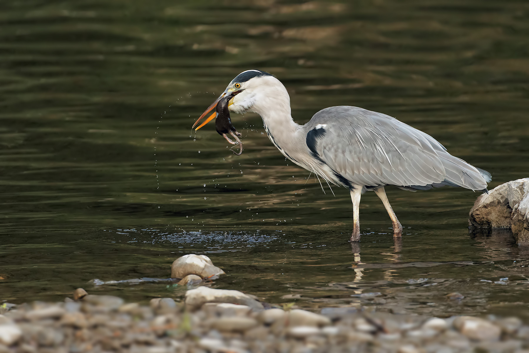 La colazione del cenerino...