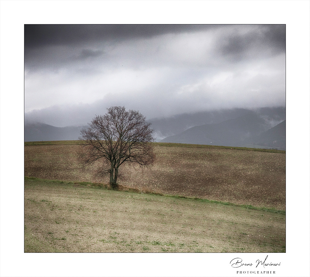 Per fare un albero....