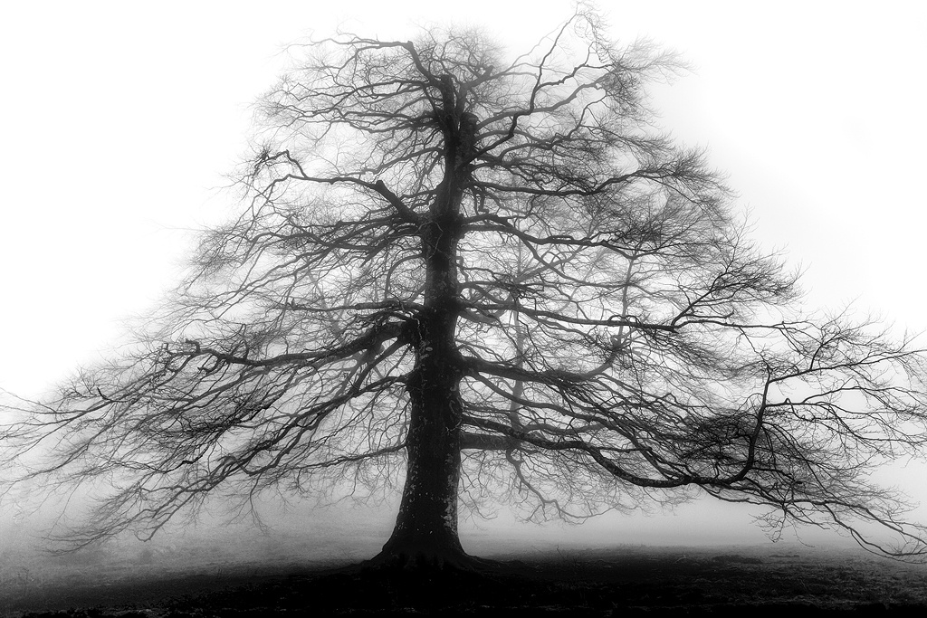 il faggio della Contessa