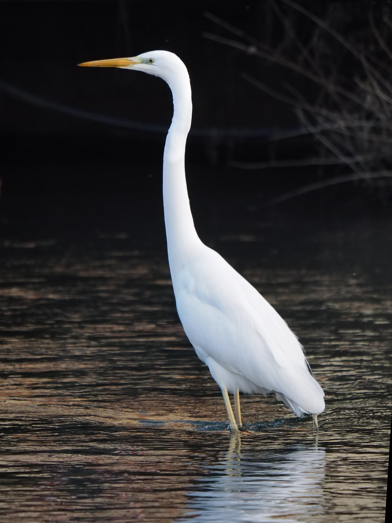 Great White Heron