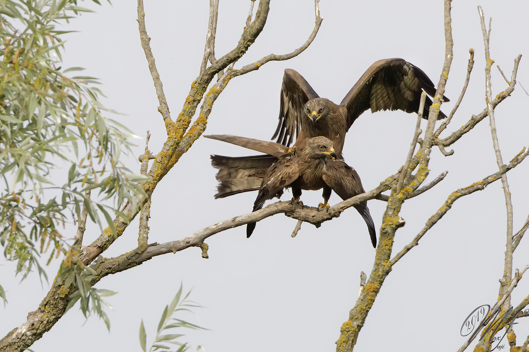 Nibbi in accoppiamento