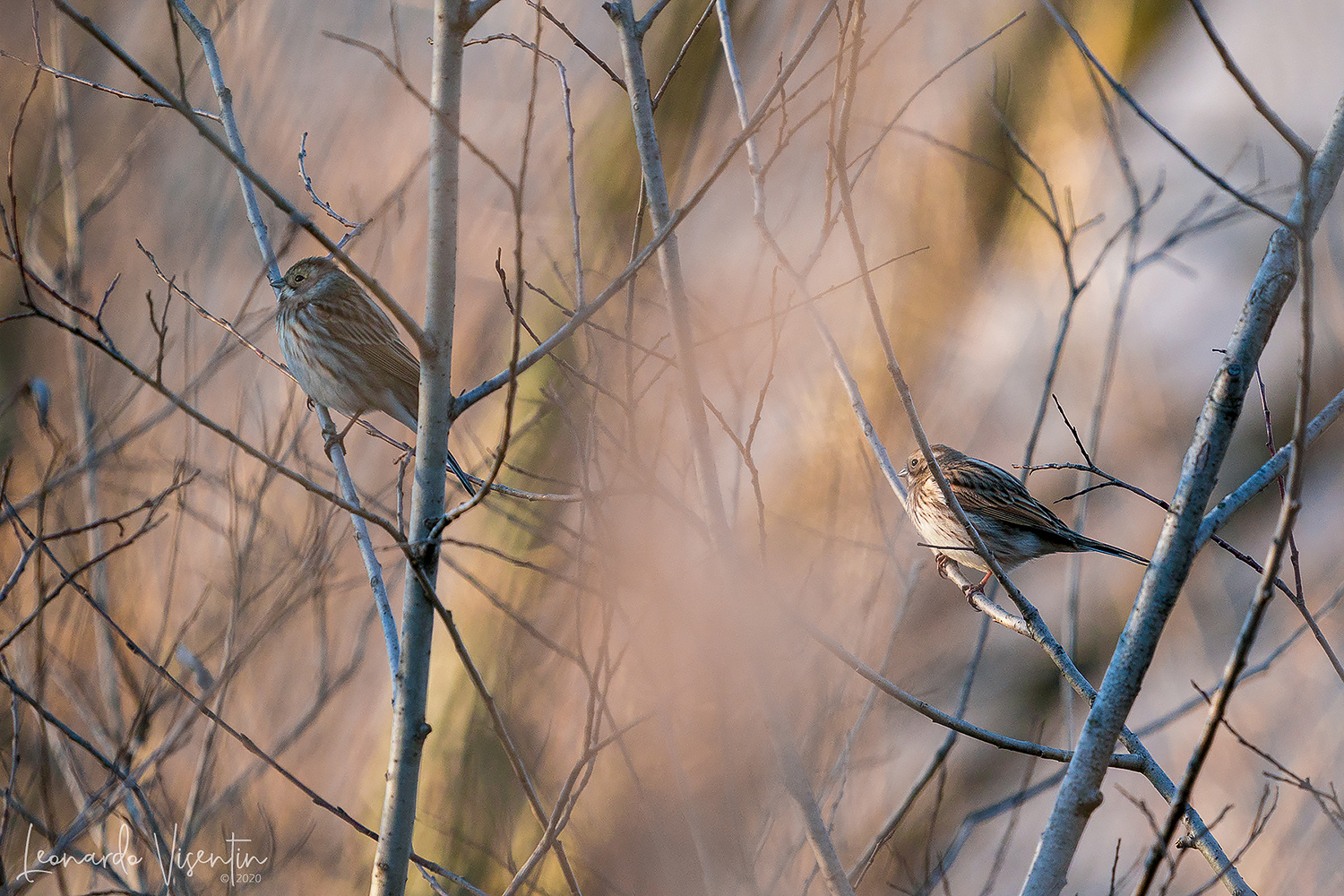 Migliarini di palude femmina
