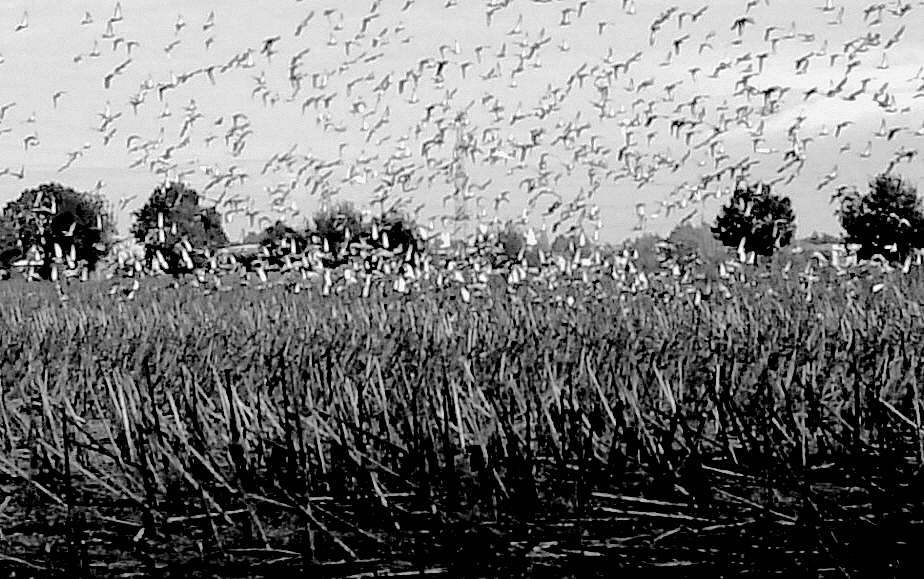 tutta colpa di HITCHCOCK