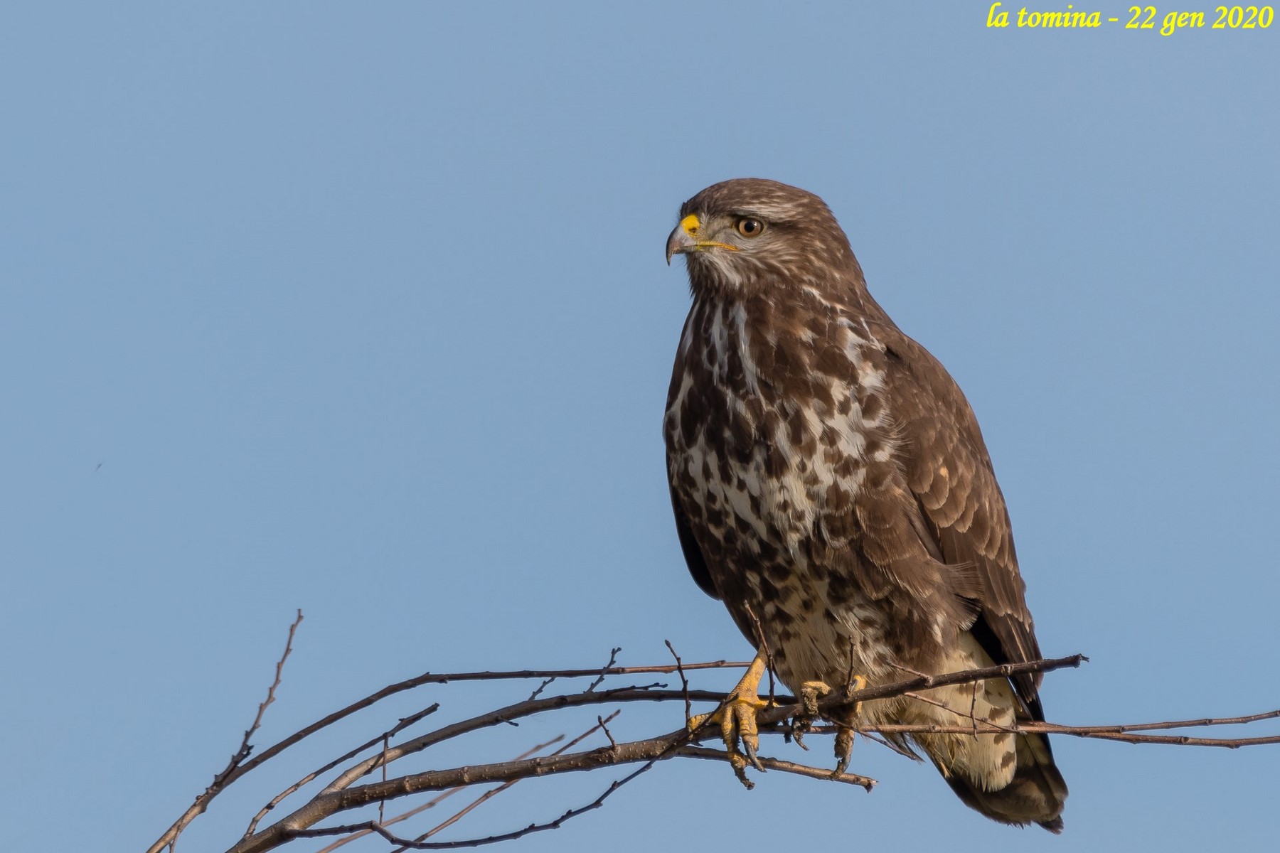 poiana in bella mostra