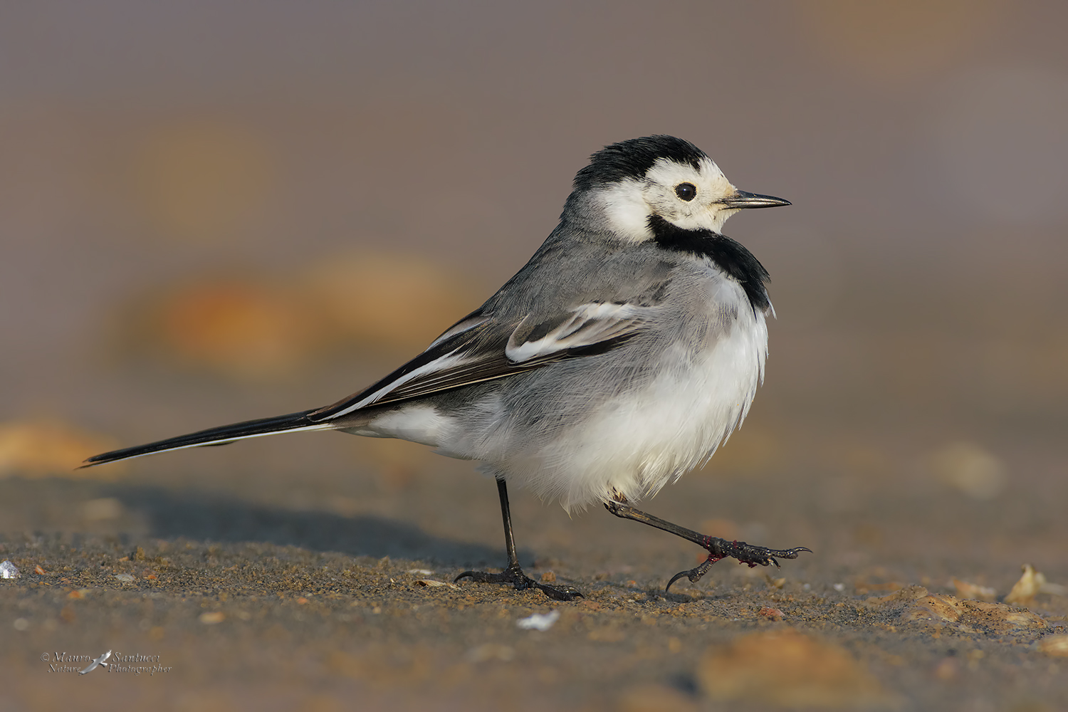 Ballerina-bianca_DSC0031