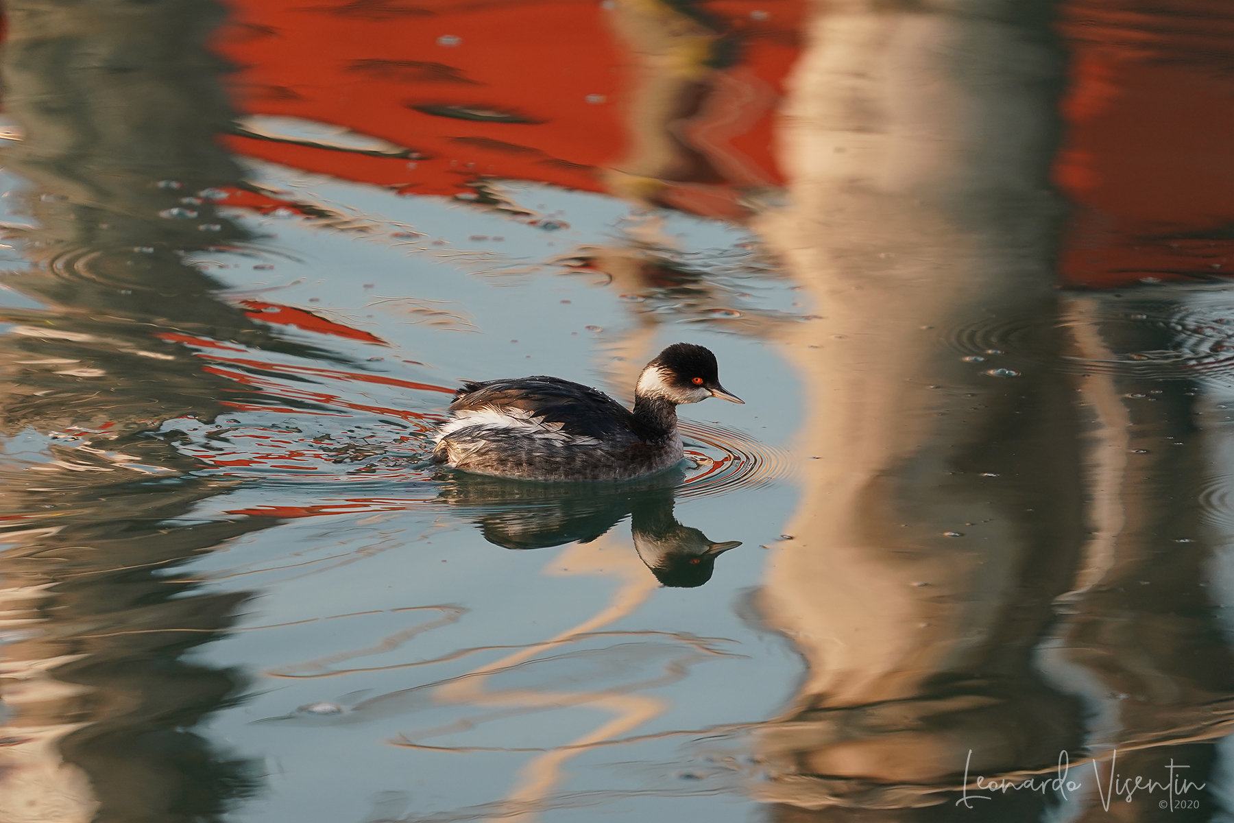 Palette colorata per lo svasso piccolo
