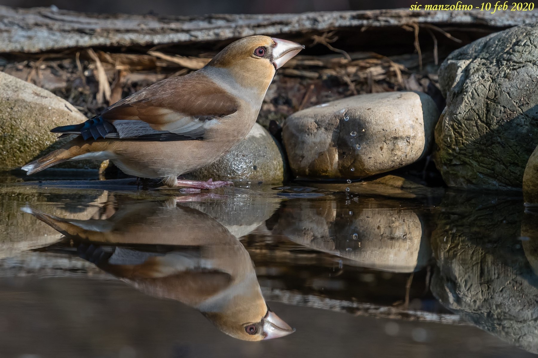 l'abbeverata del frosone