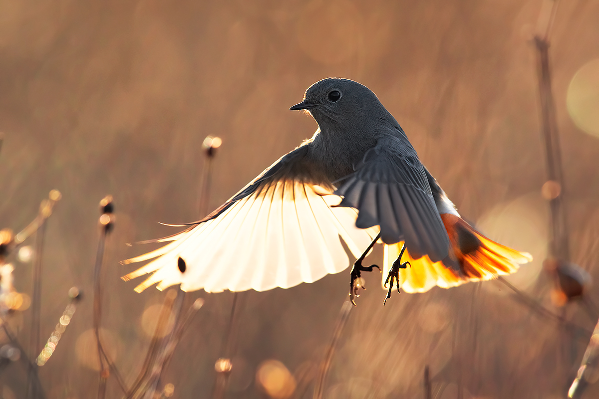 Codirosso Spz controluce