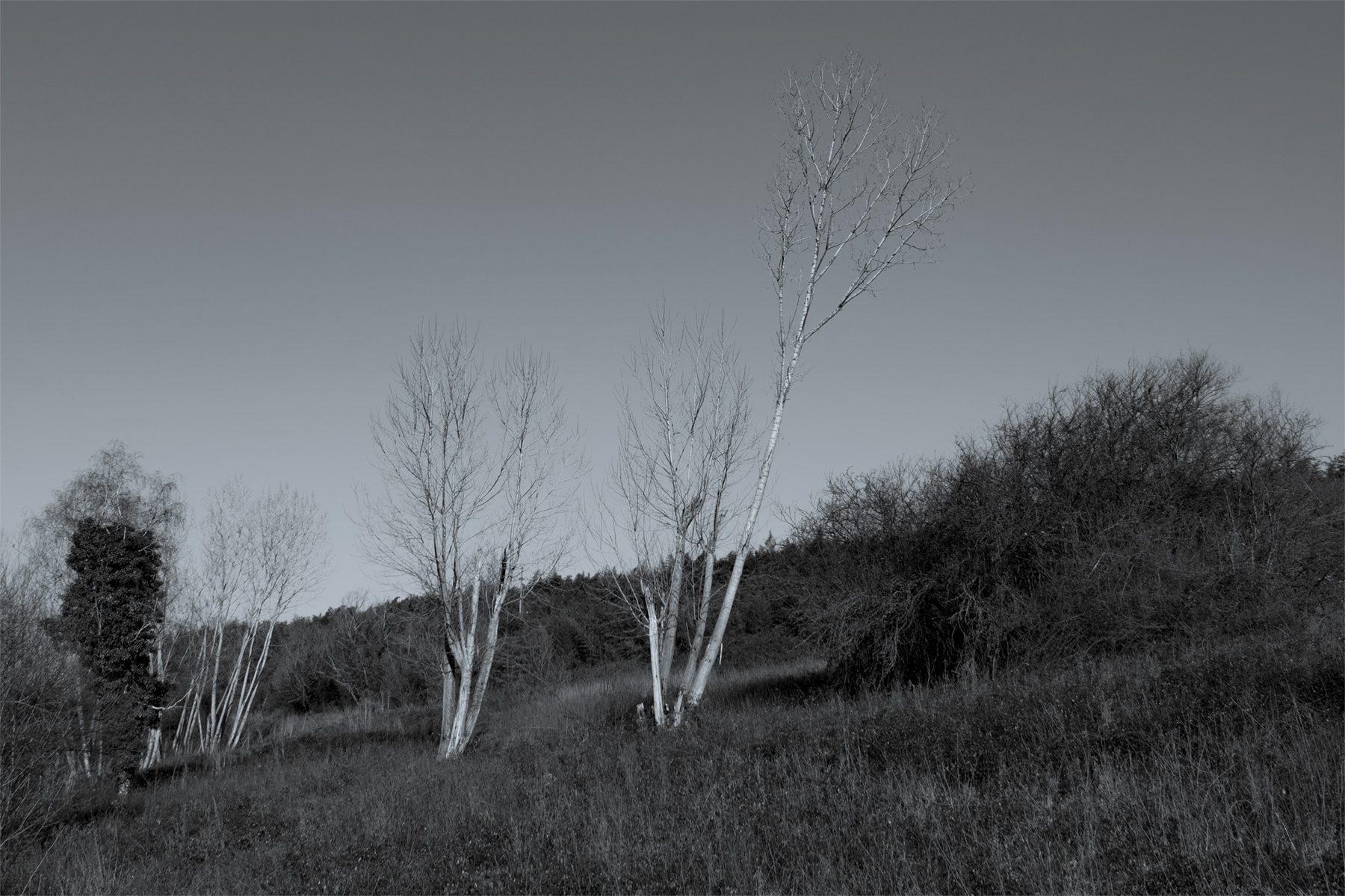 SelvaPaliano_Feb2020