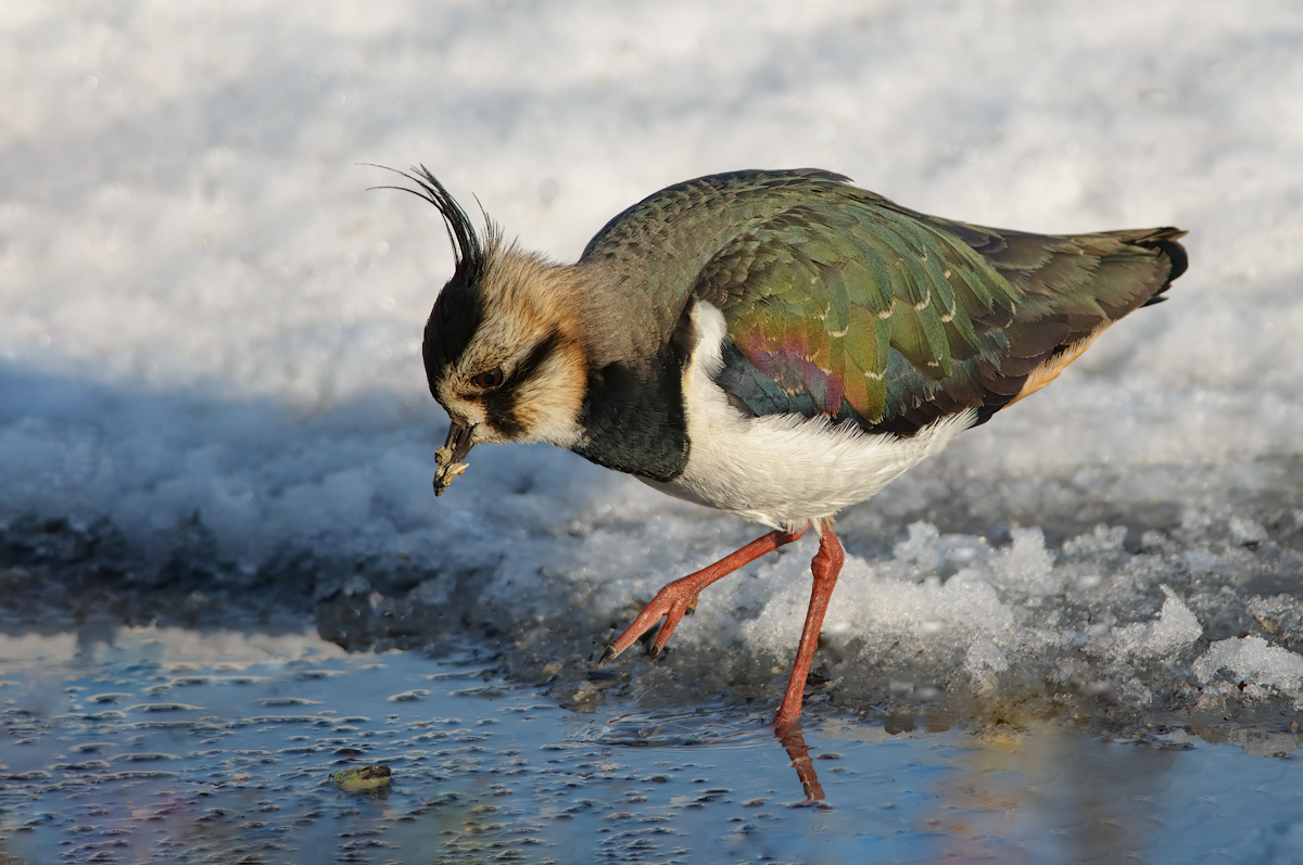 Pavoncella (Vanellus vanellus)