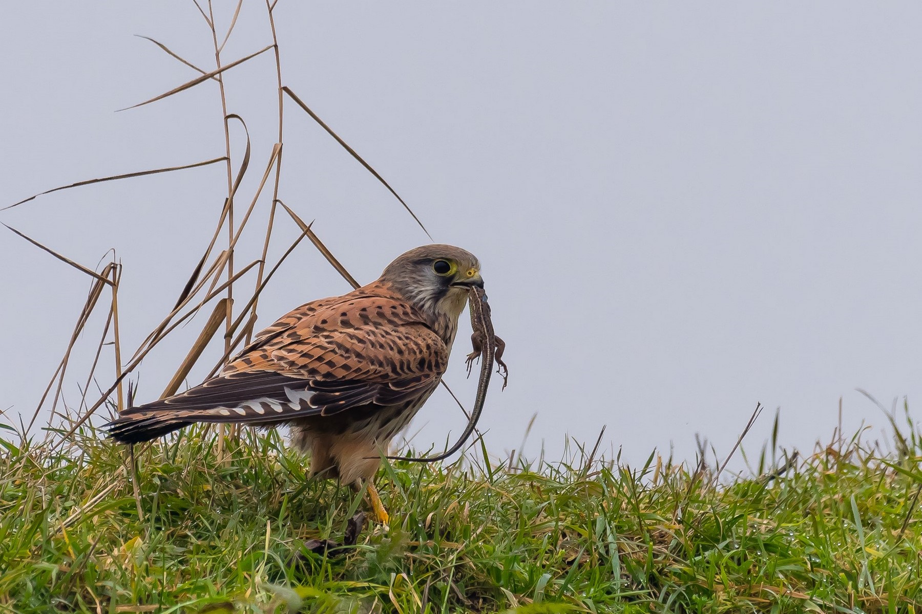 il gheppio e il lucertolone