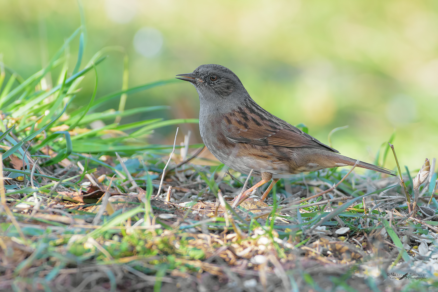 Passera-scopaiola_DSC0244