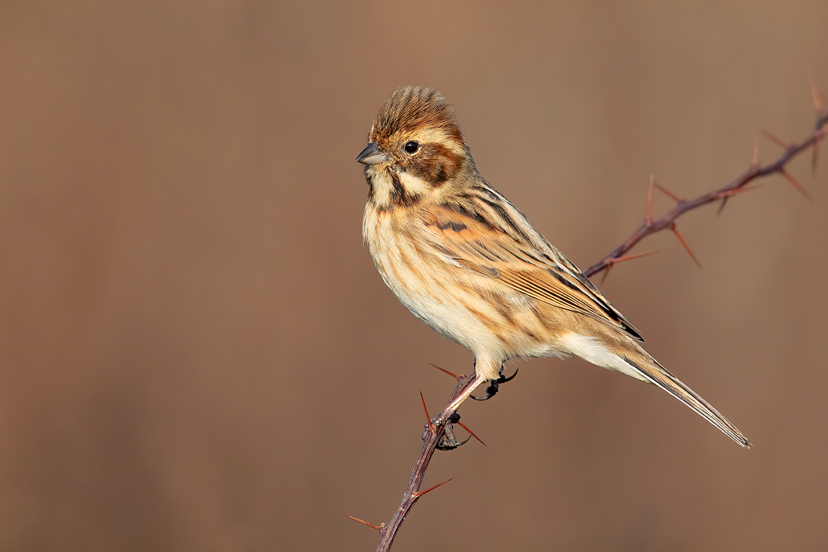 Migliarino di Palude 5K