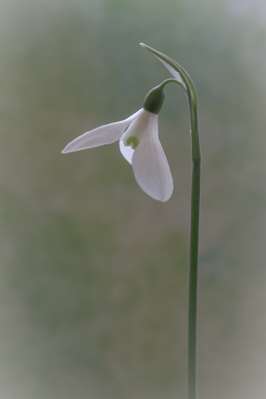 Galanthus Nivalis(bucaneve)