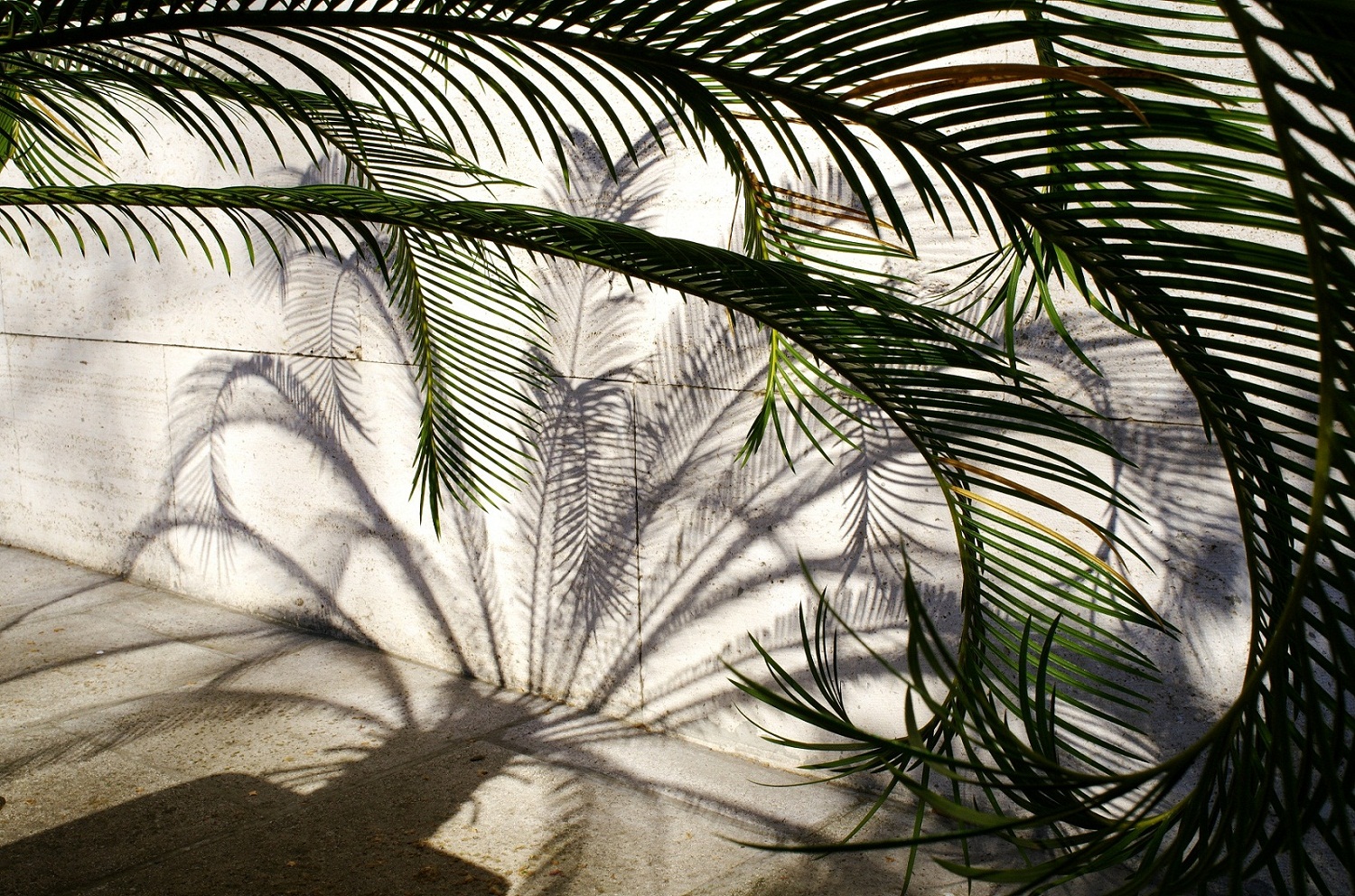 frammenti di foresta