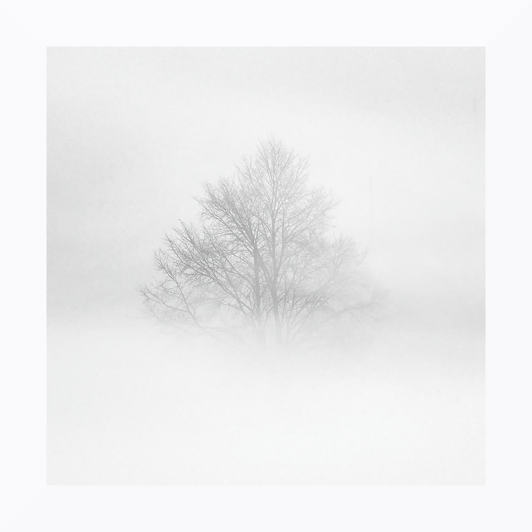 Albero nella nebbia