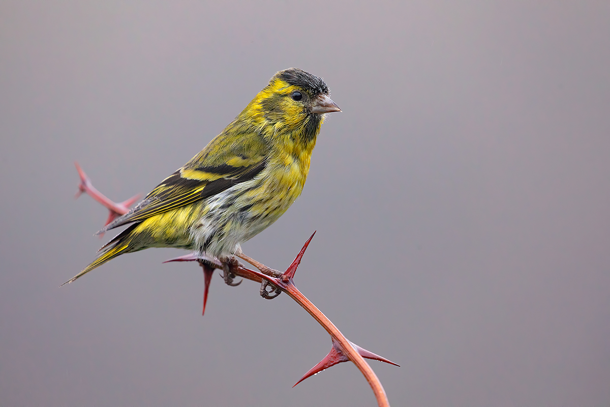 Lucherino nella nebbia