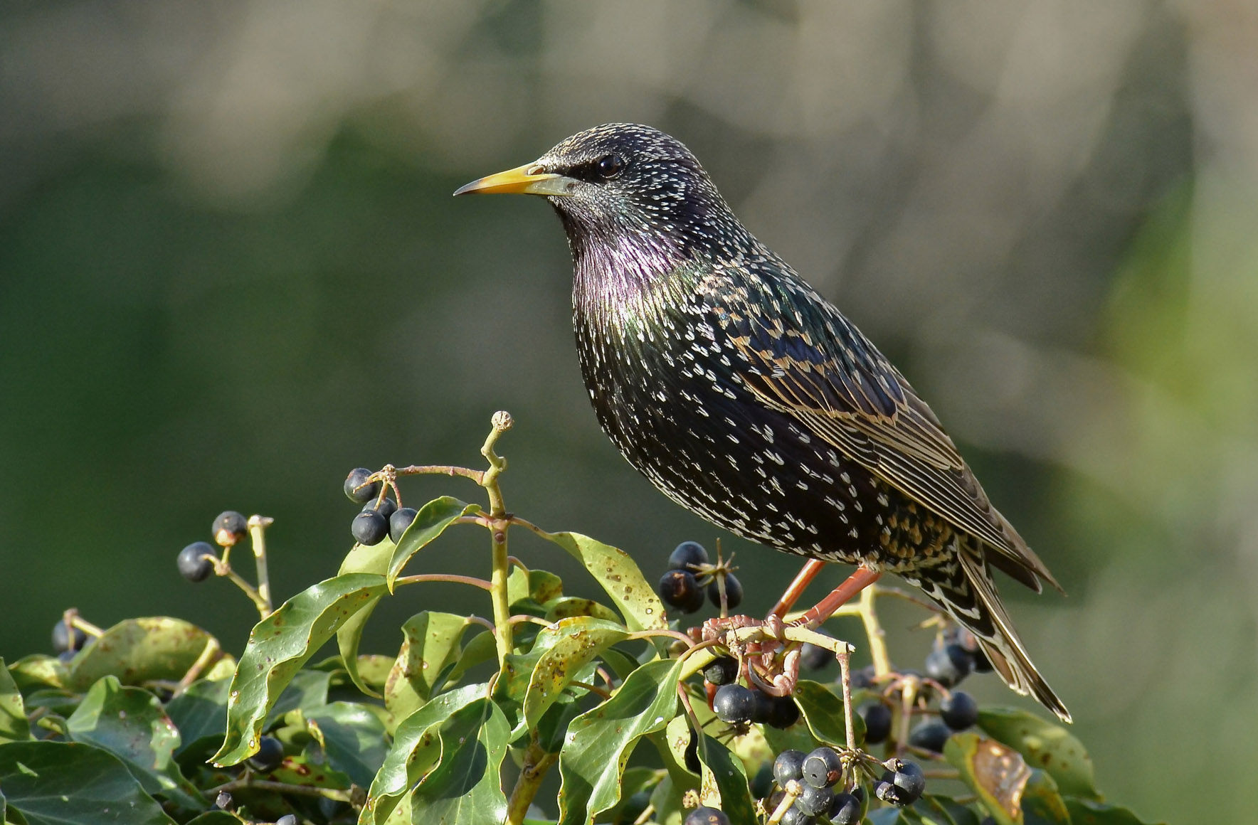 Sturnus vulgaris