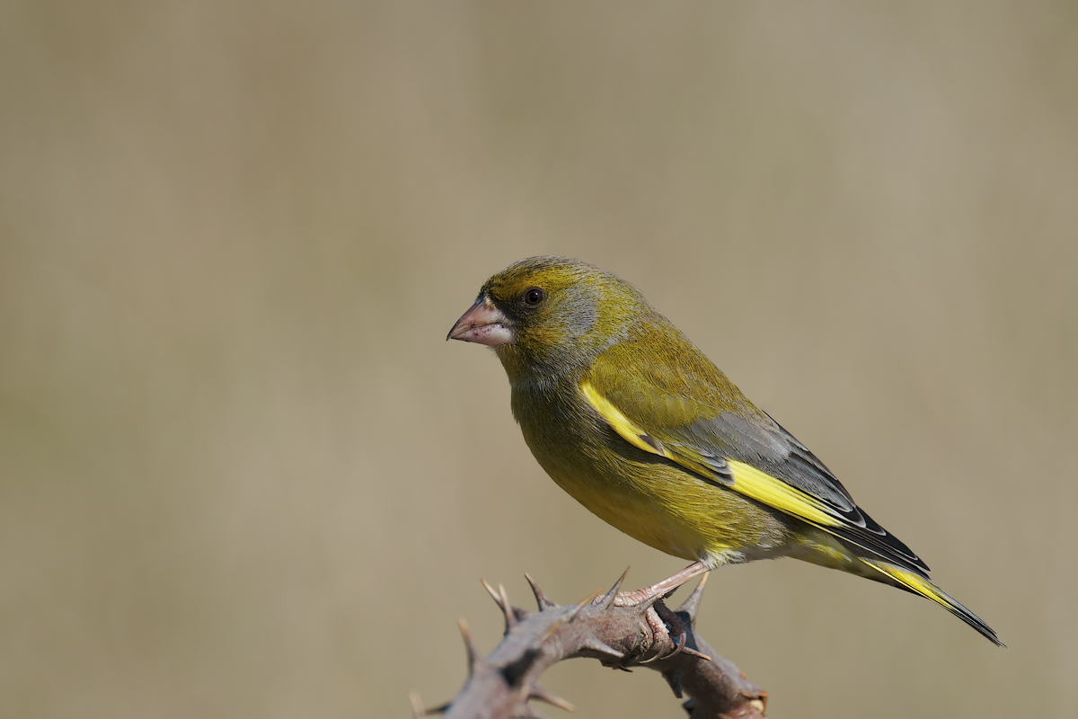 Verdone (Chloris chloris)