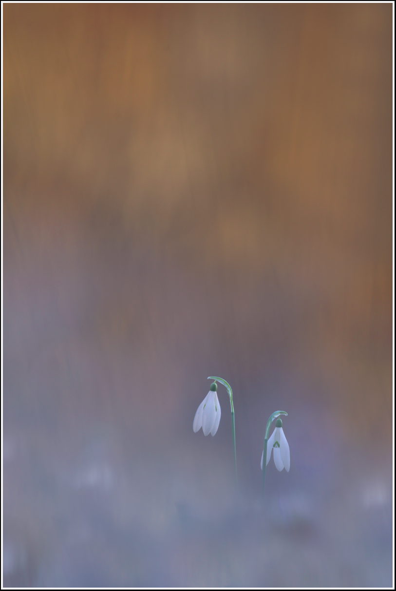 Galanthus nivalis