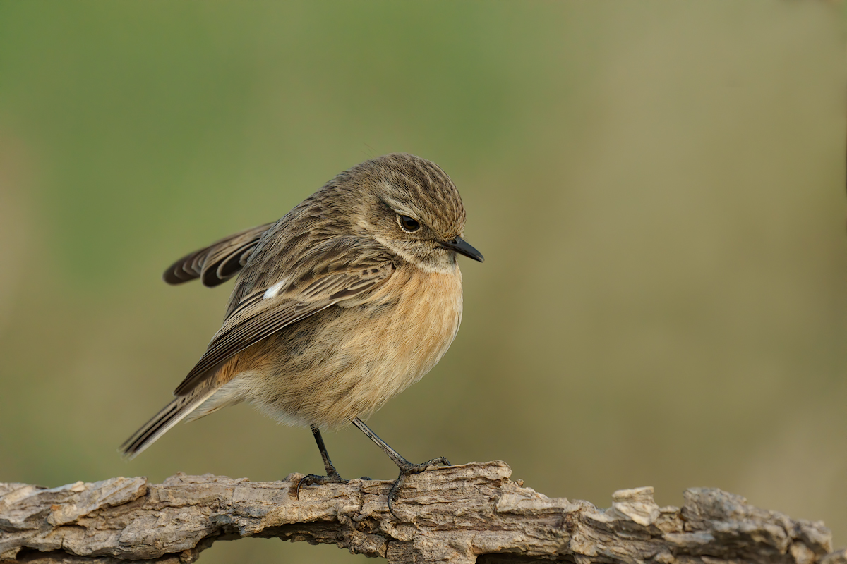 Saltimpalo (Saxixola rubicola)