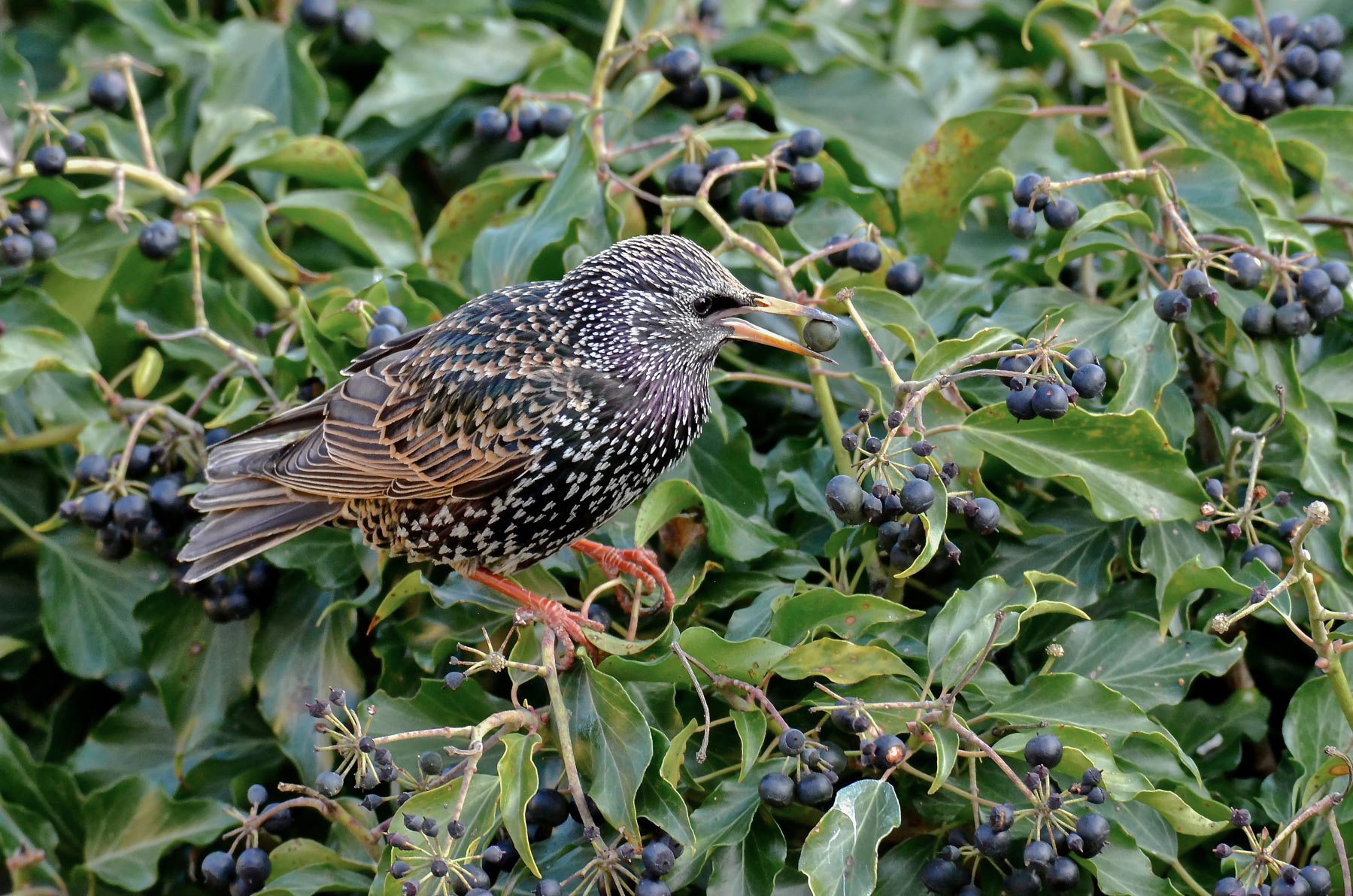 Storno in alimentazione