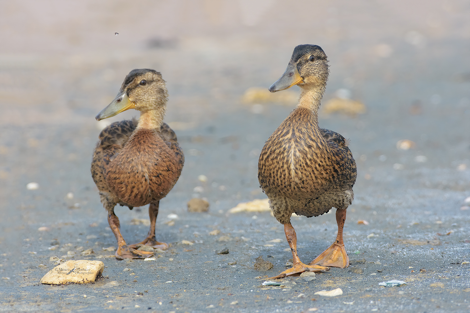 Petto-in-fuori-pancia-in-dentro_DSC8824