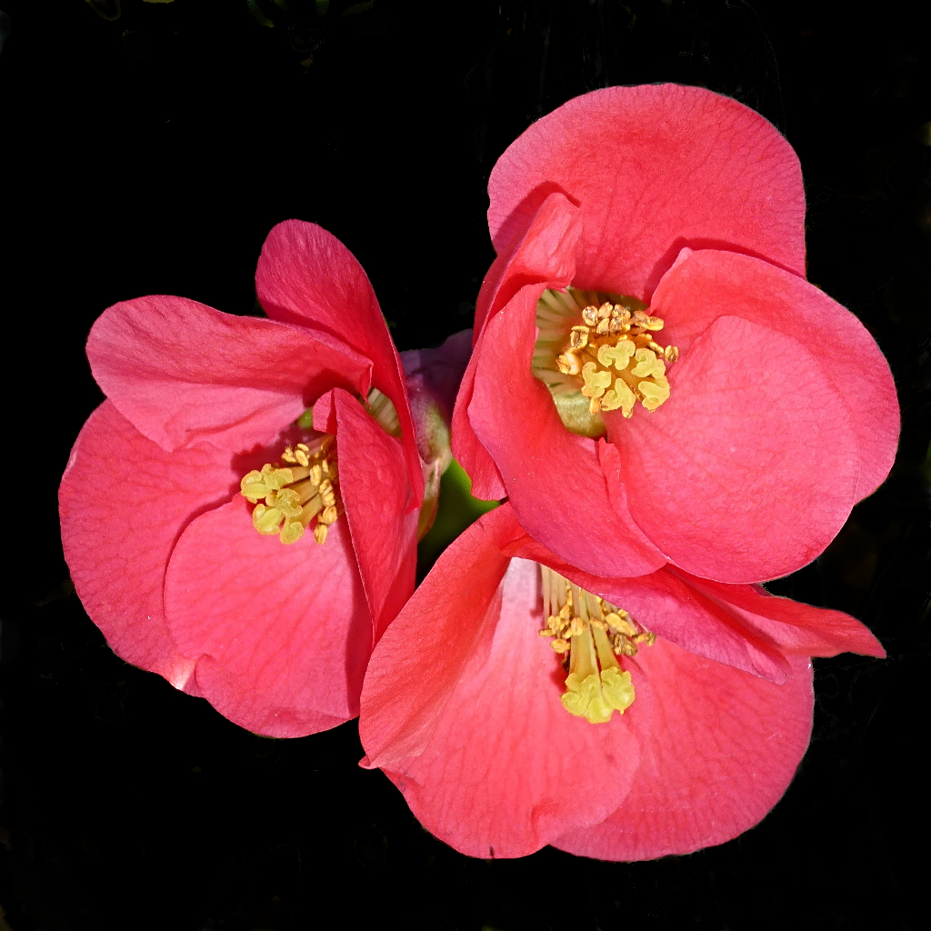 *** Fior di pesco ***