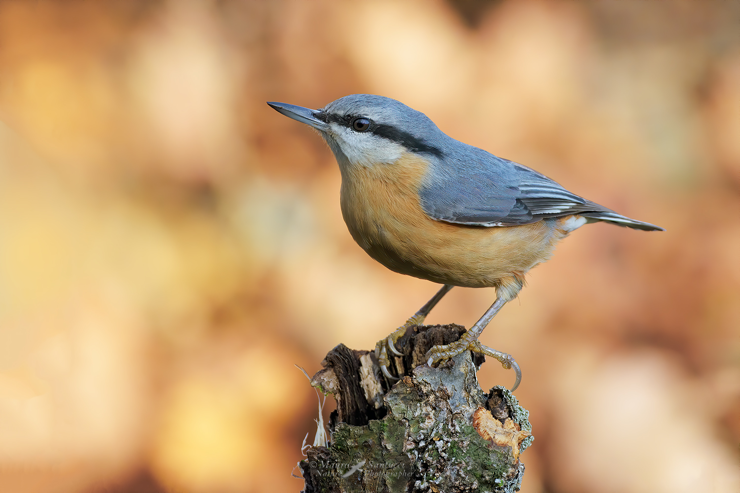 Picchio muratore_DSC3977