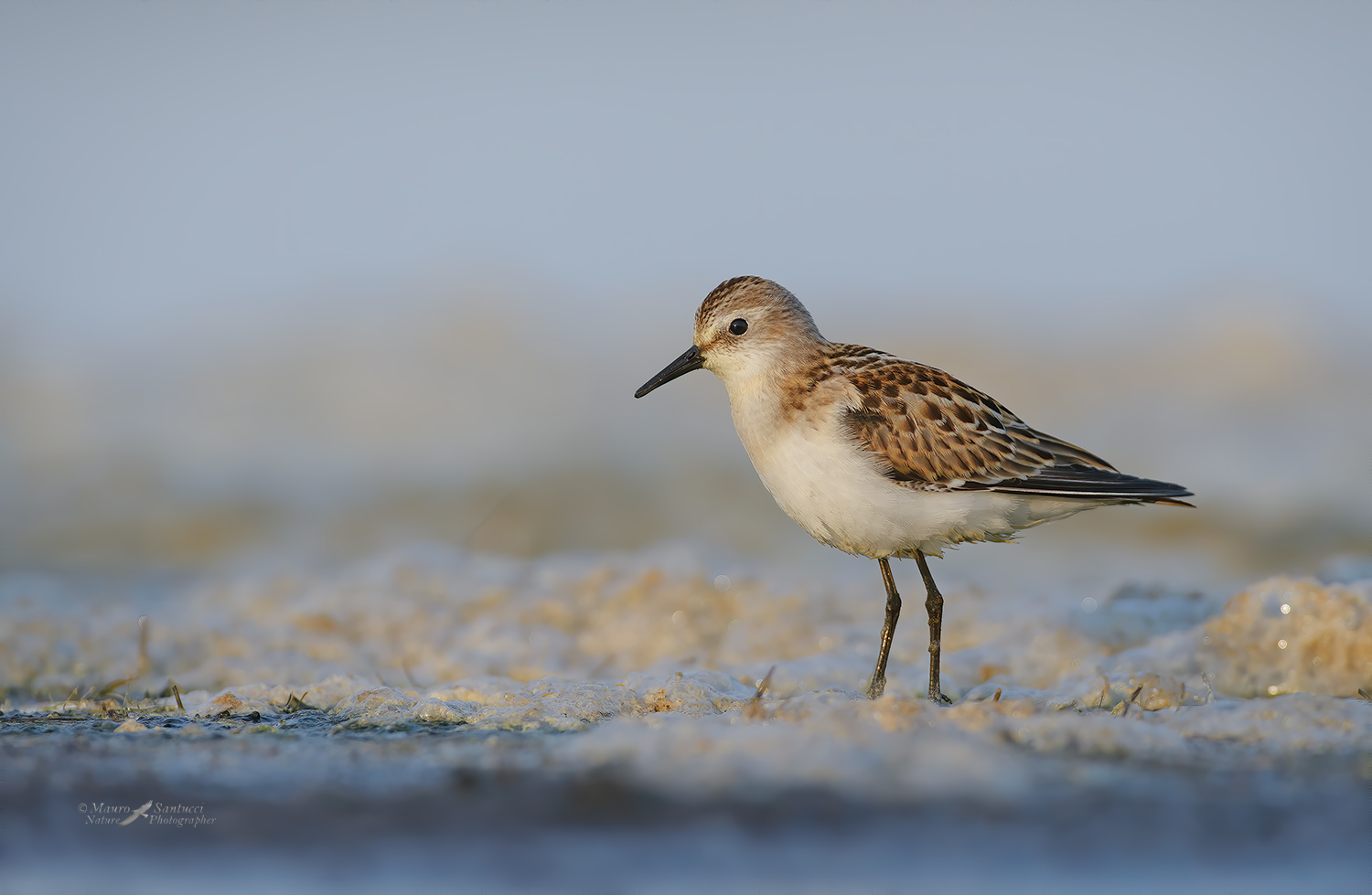 Gambecchio comune_DSC9894