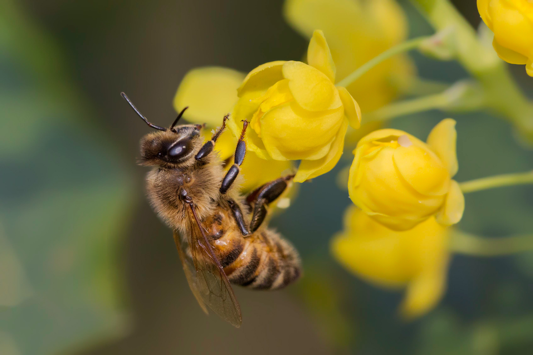 Ape su fiore di Maonia