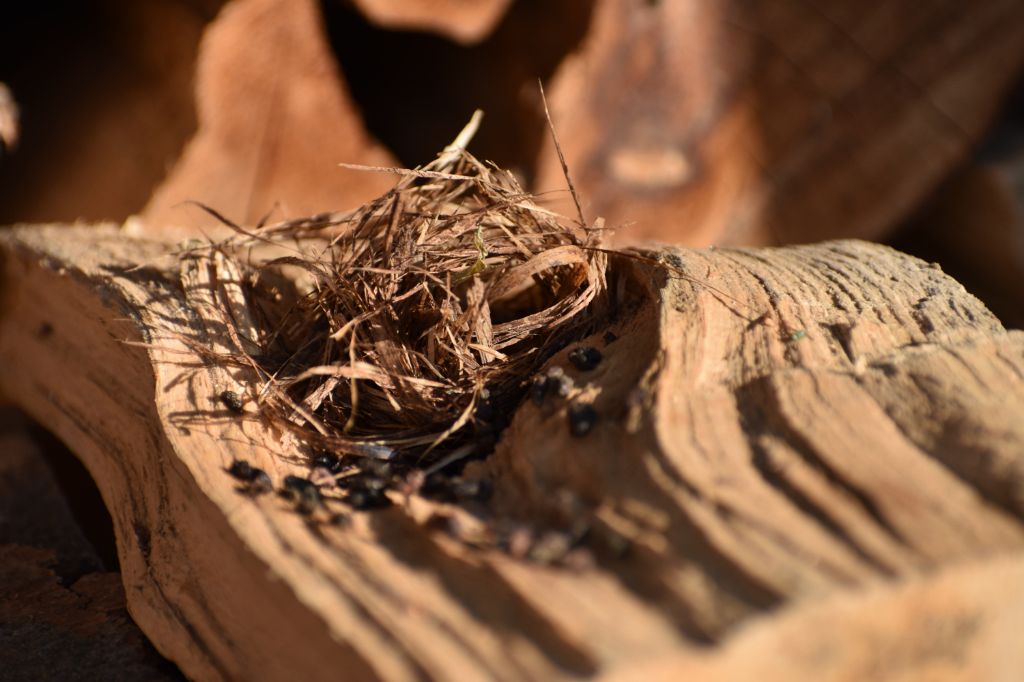 Nido in legnaia