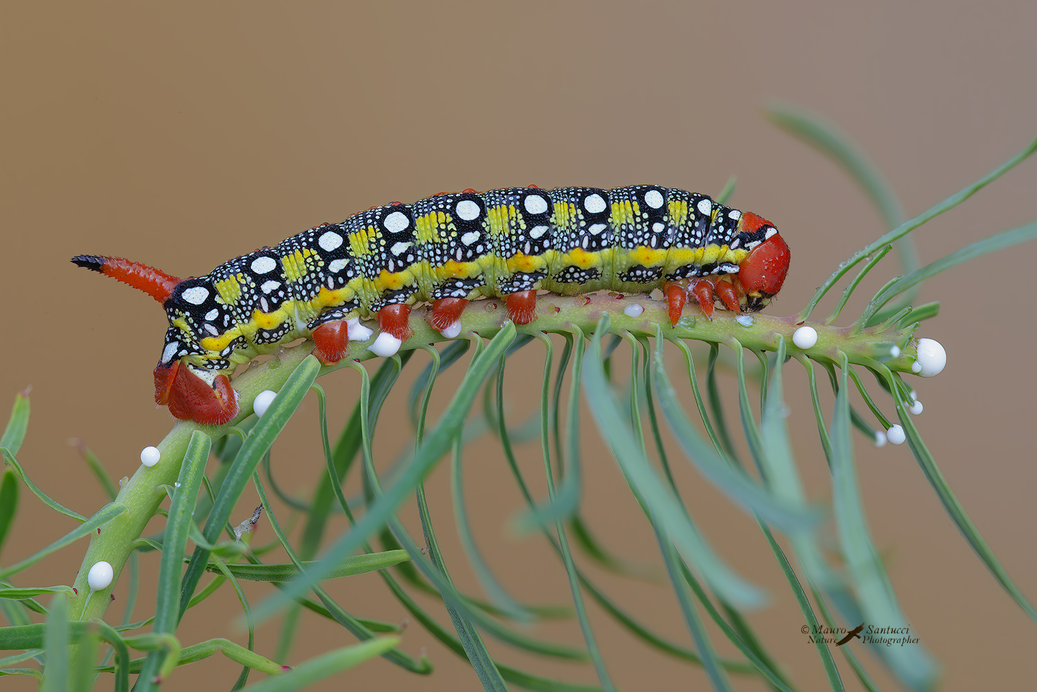 Hyles euphorbiae_DSC5383