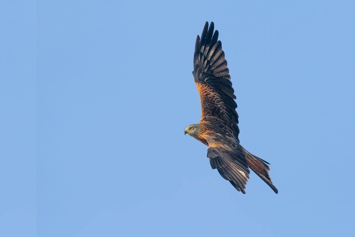 Nibbio reale (Milvus milvus)