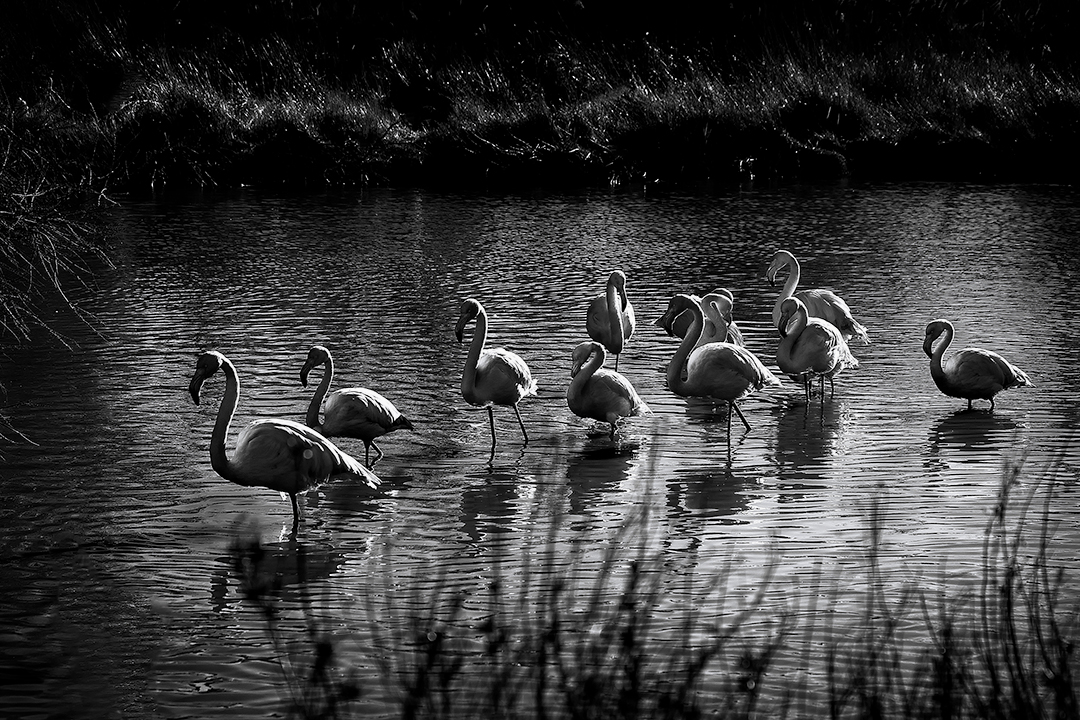 passaggio controluce