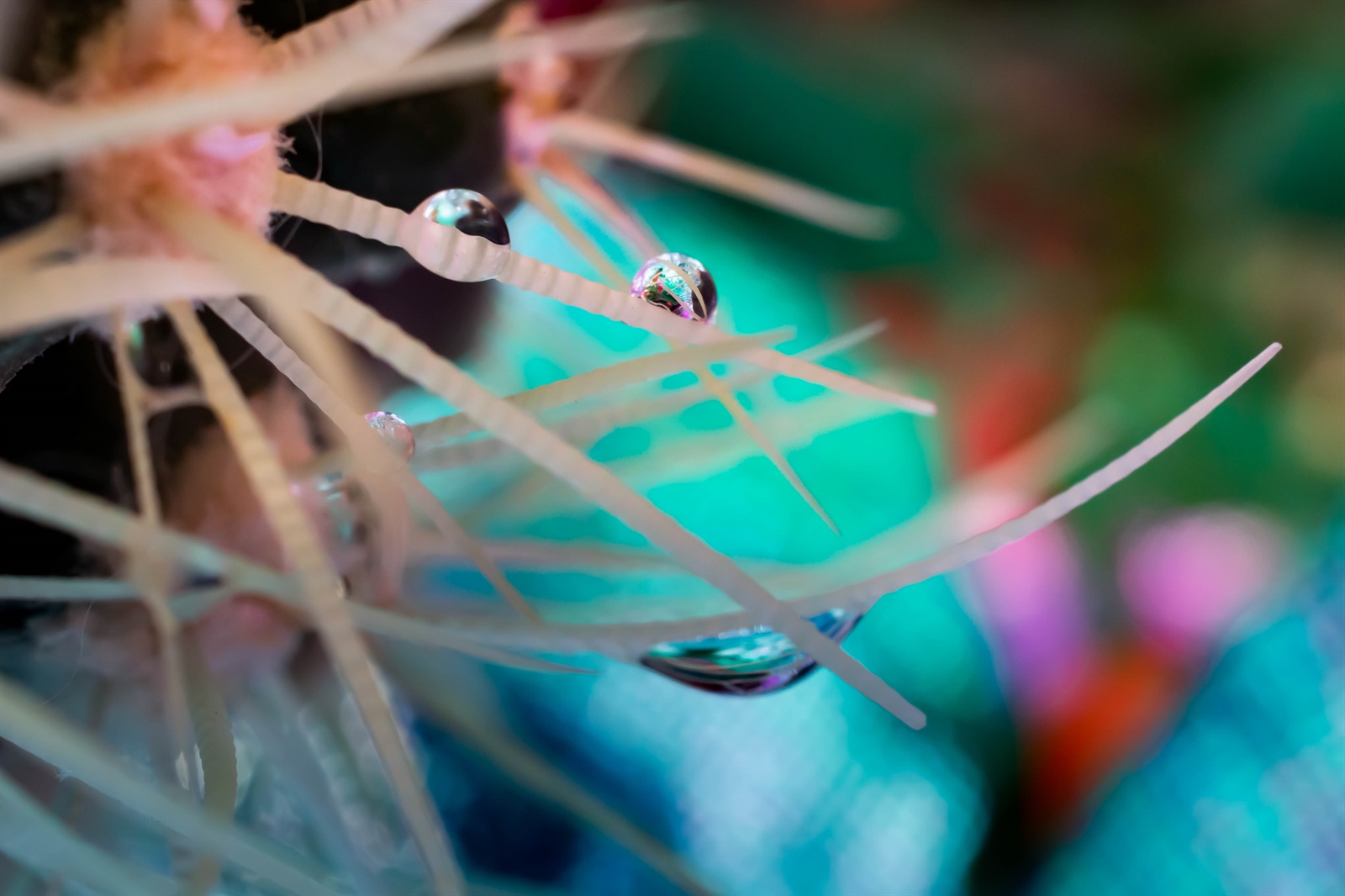 in fondo al mar... forse