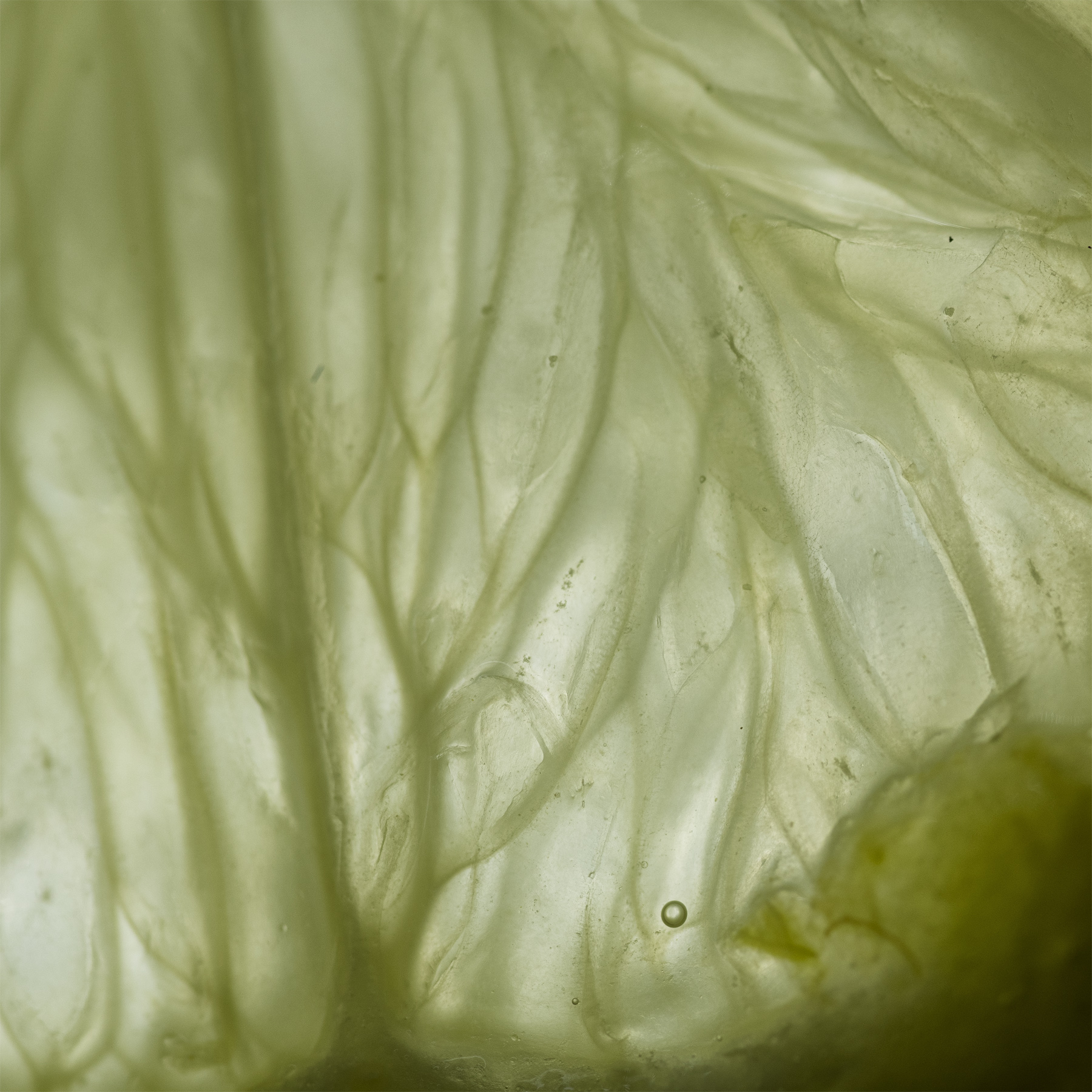 Macro_Food_Home_Mar2020