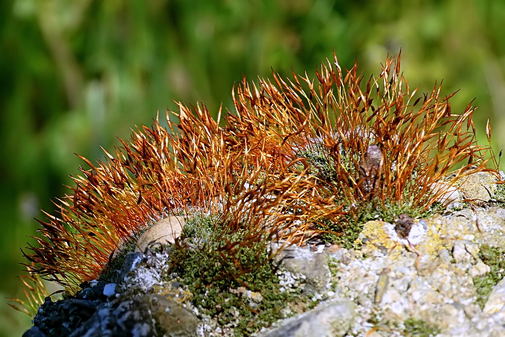 *** Ah Ah Abbronzatissimo ***