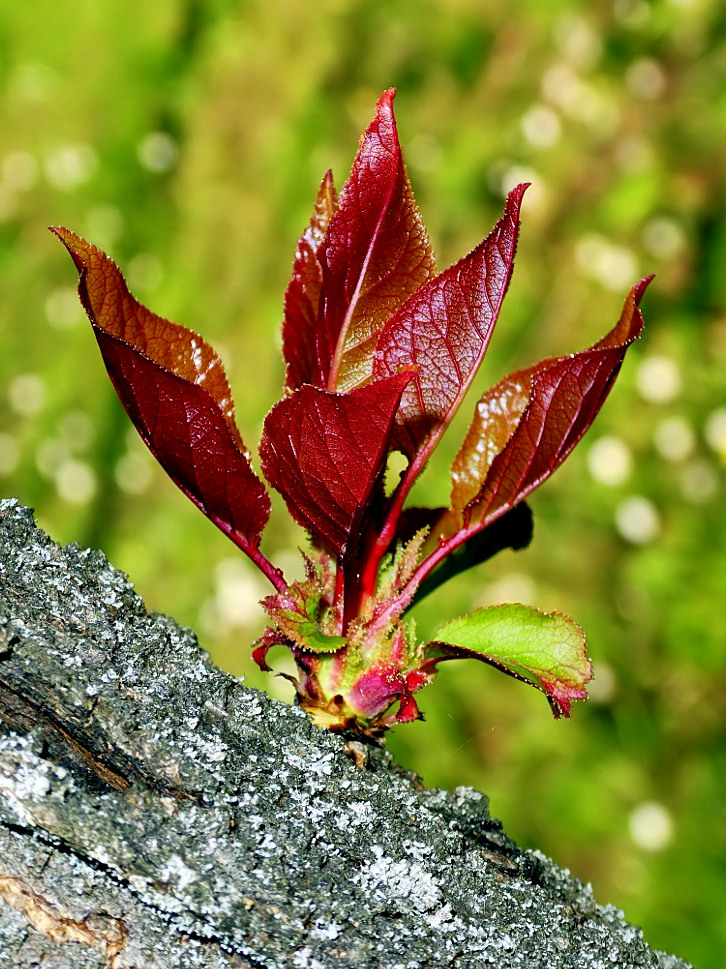 *** Albero in fiamme ***