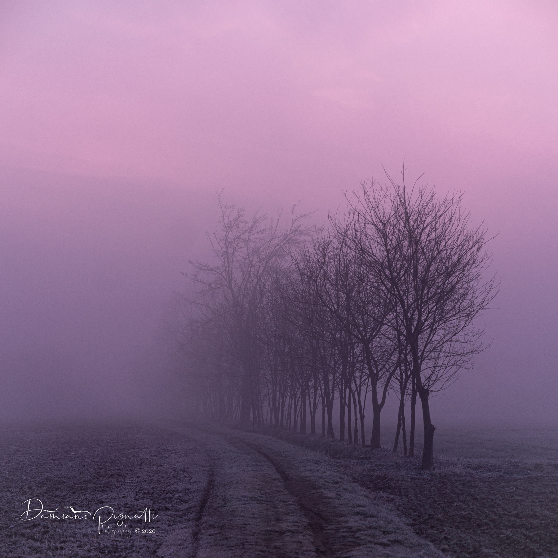 Pink fog