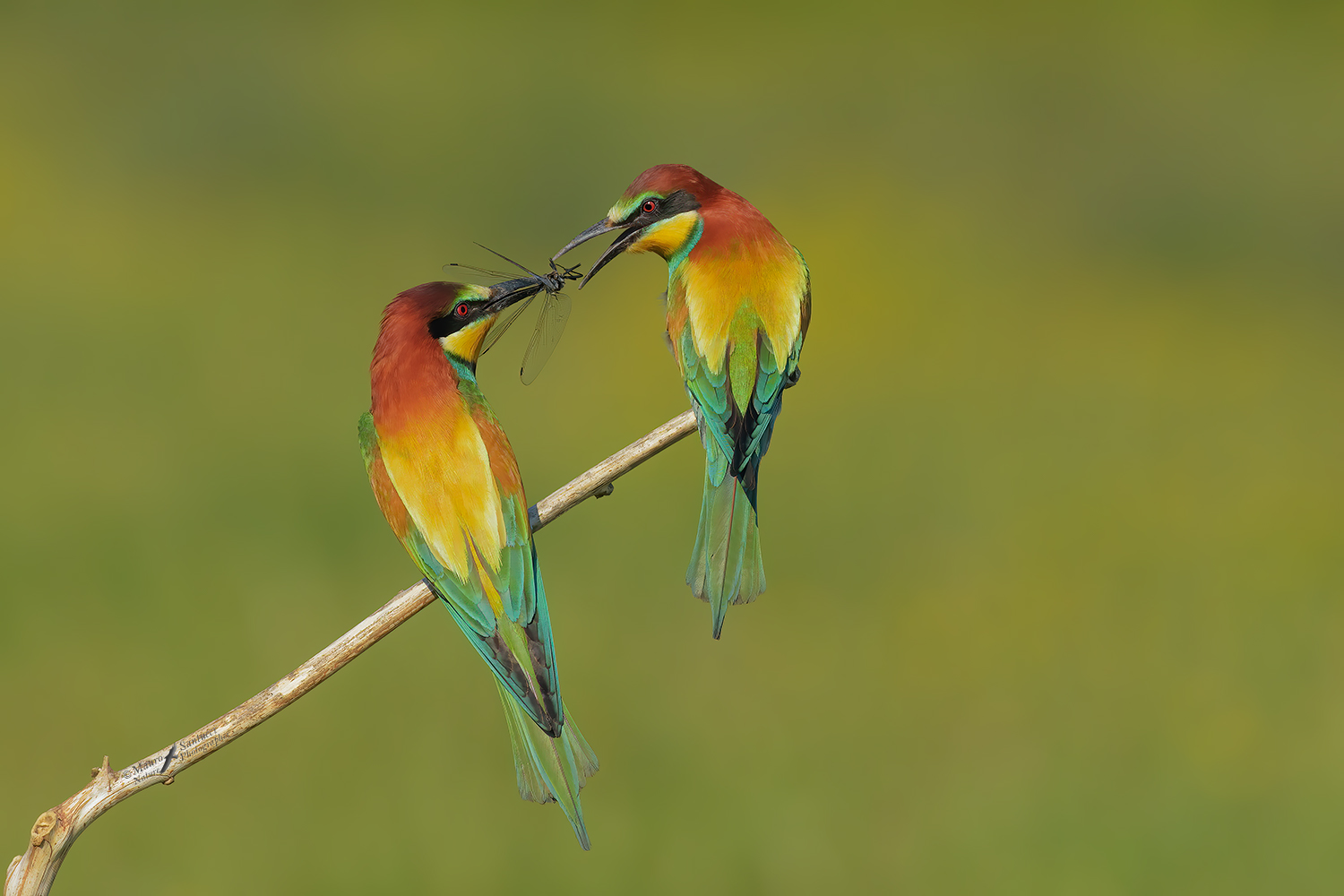 Scambio del dono_DSC0289