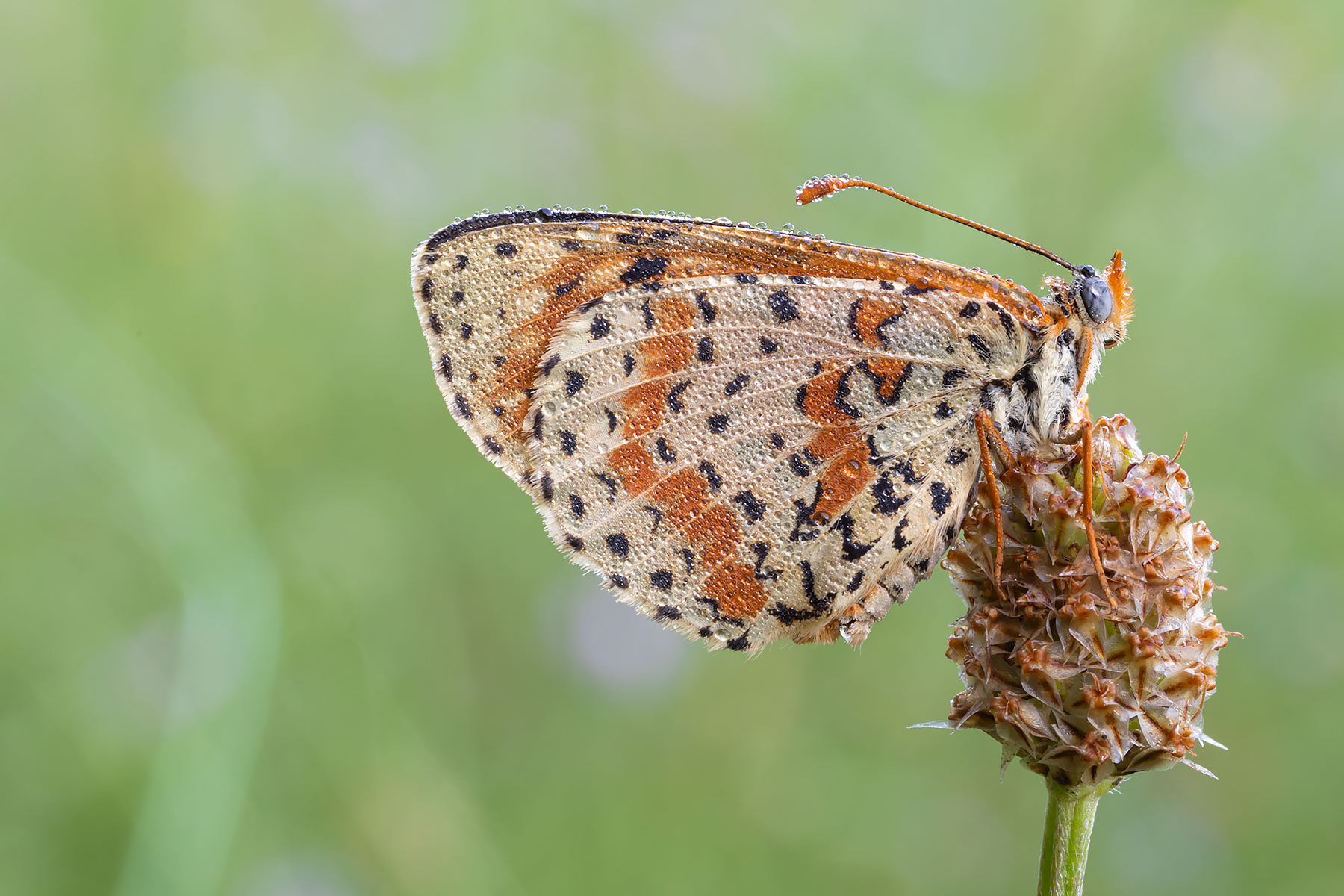 Melitaea Didyma