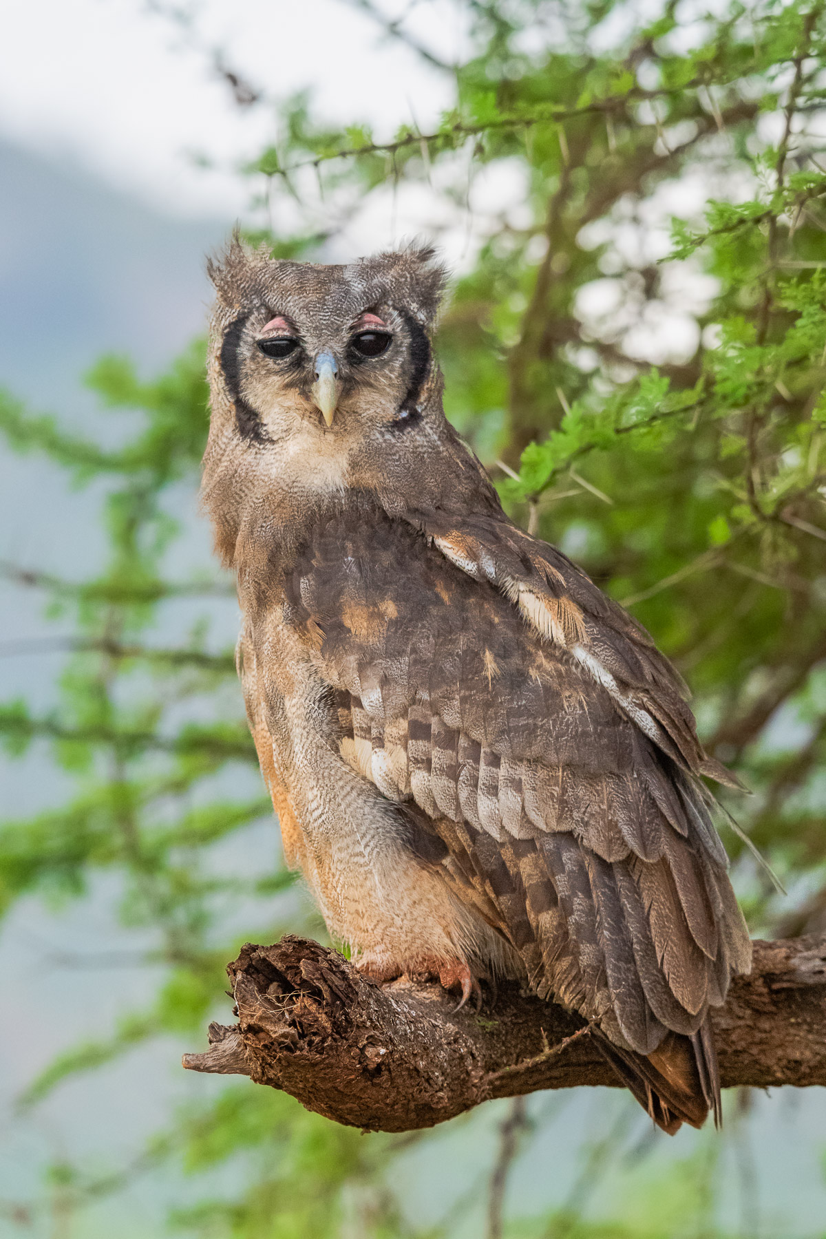 Gufo di Verreaux kenya