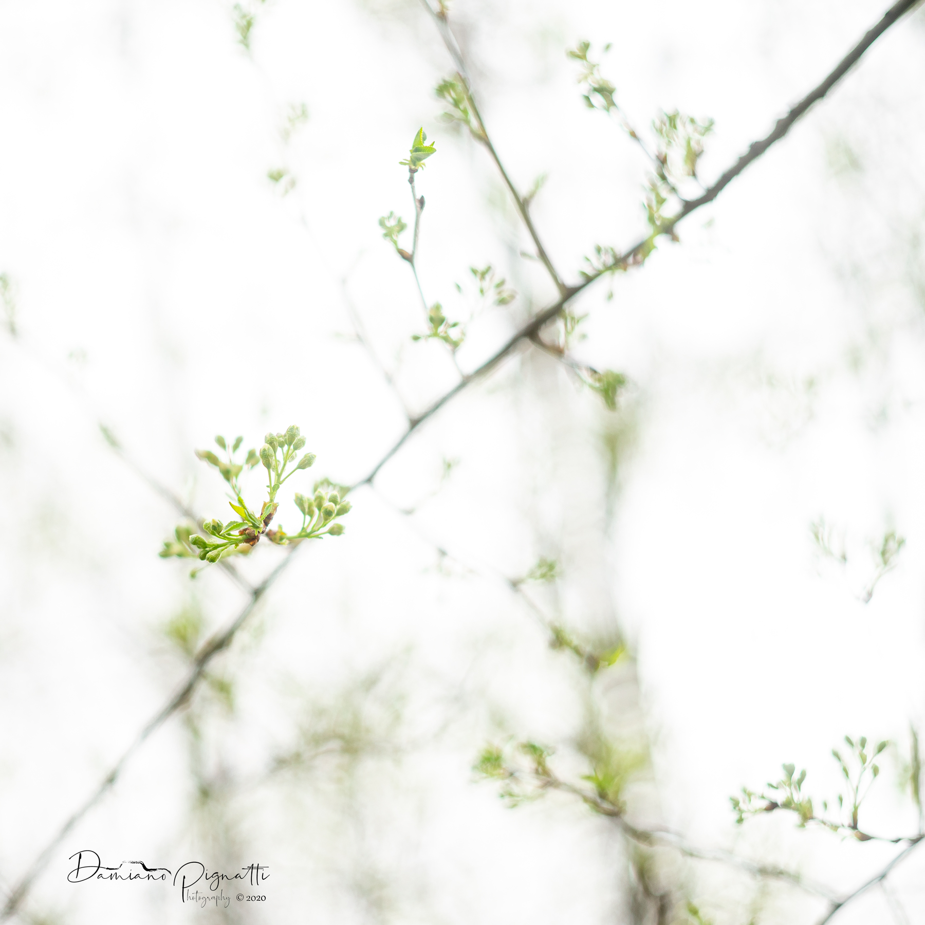 Intanto la primavera