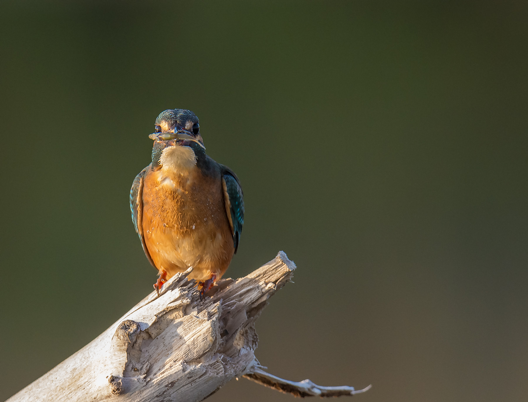 Martin e il suo pranzo