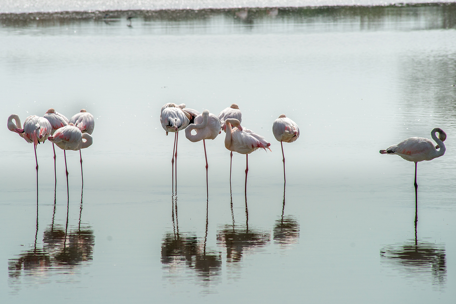 Fenicotteri a riposo