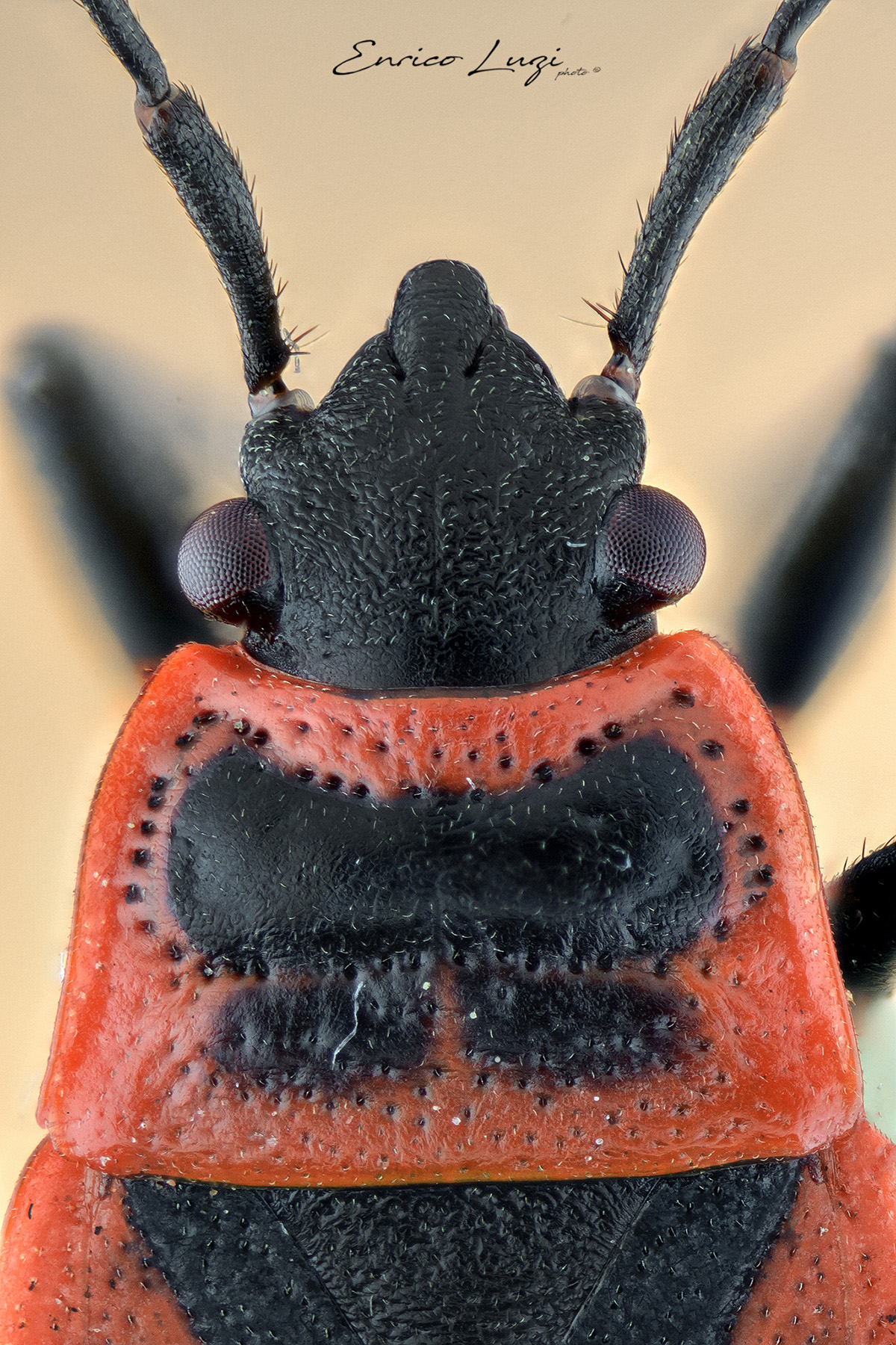 Corizus hyoscyami (Linneaus, 1758)
