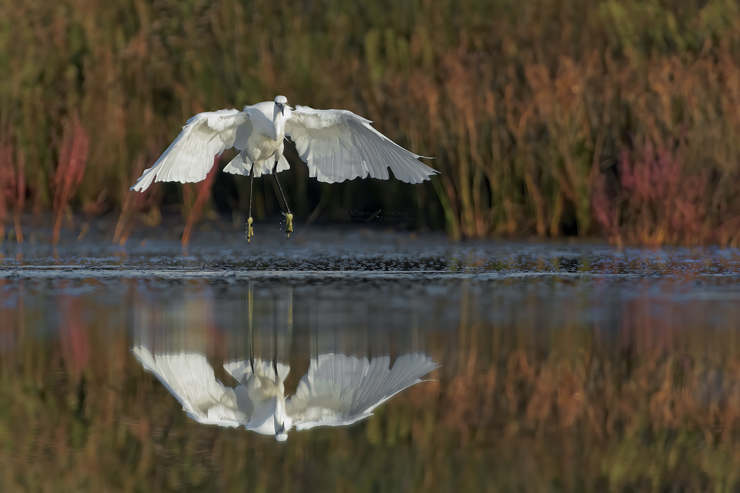 Garzetta in avvicinamento_DSC0794