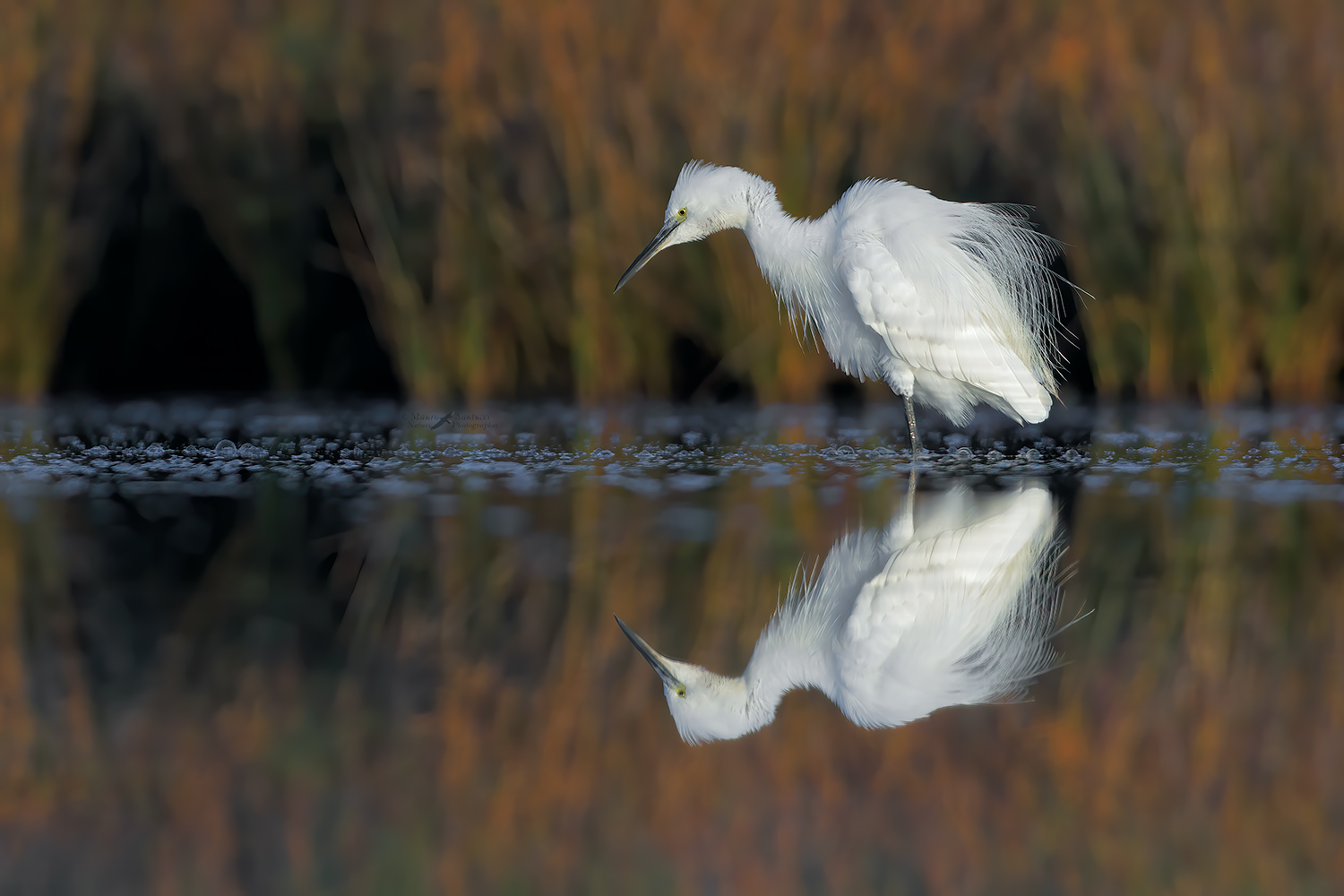 Garzetta-allo-specchio_DSC0751
