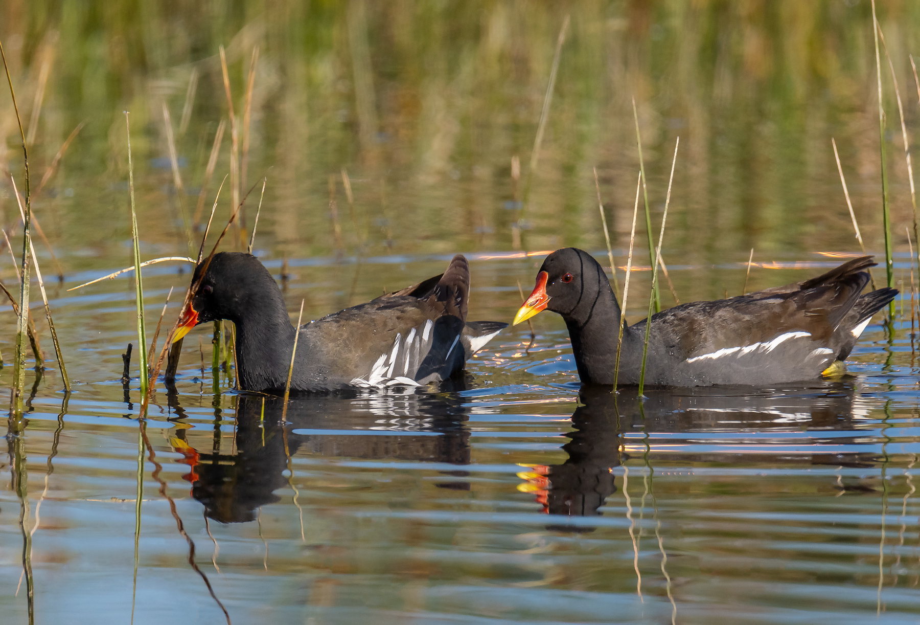 Gallinella d'acqua